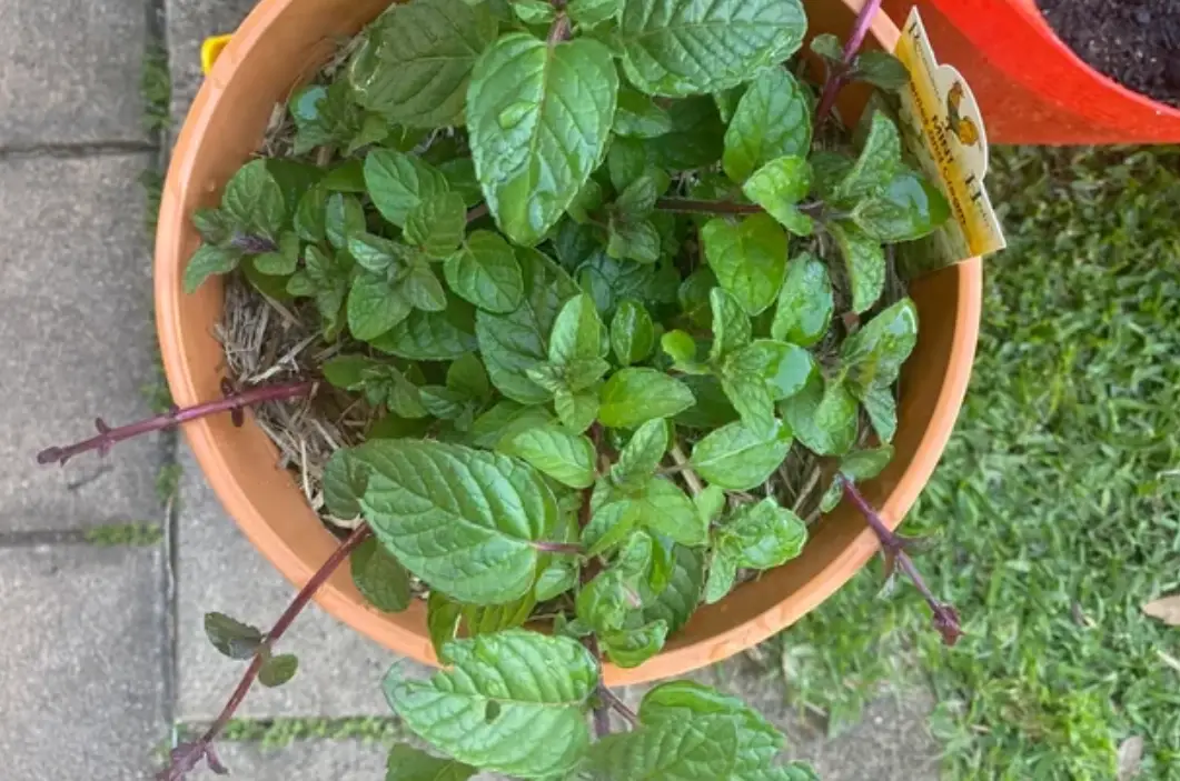 薄荷葉子長不大原因