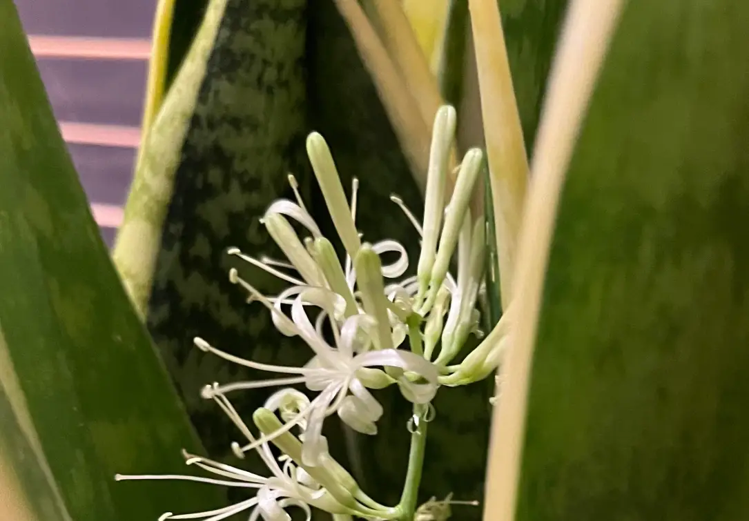 虎尾蘭 開花 意義