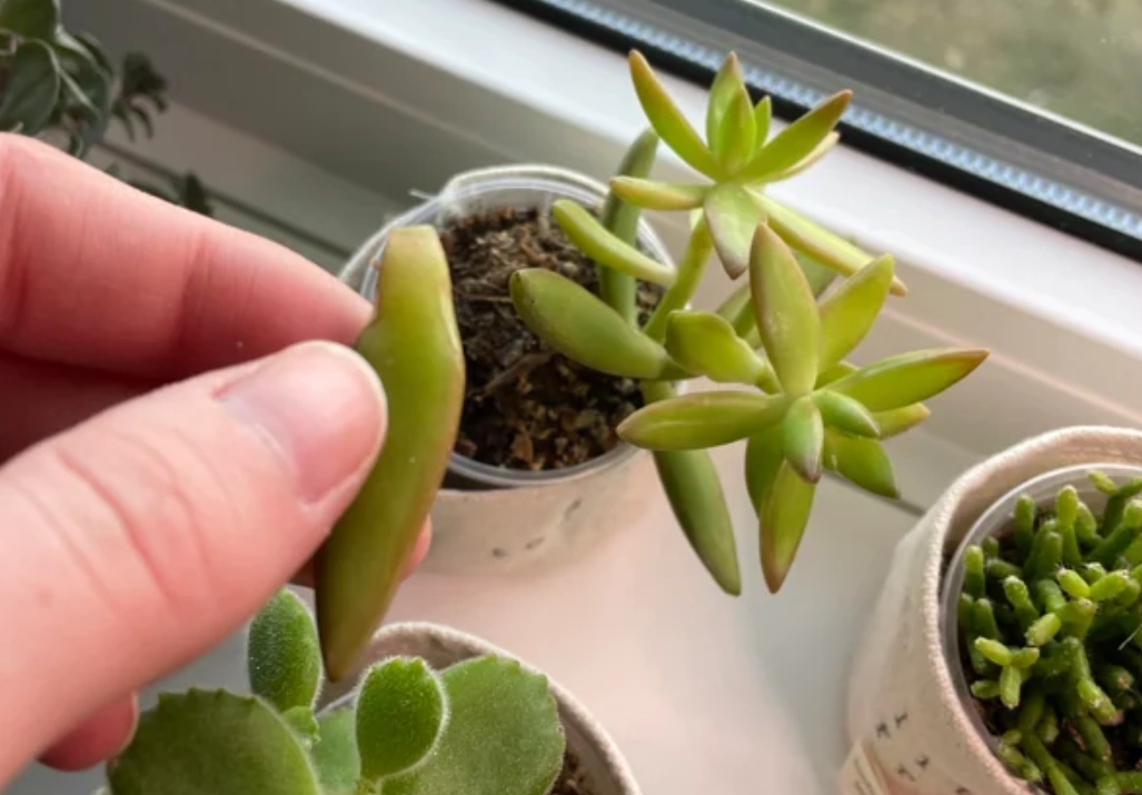 多肉植物換盆方法