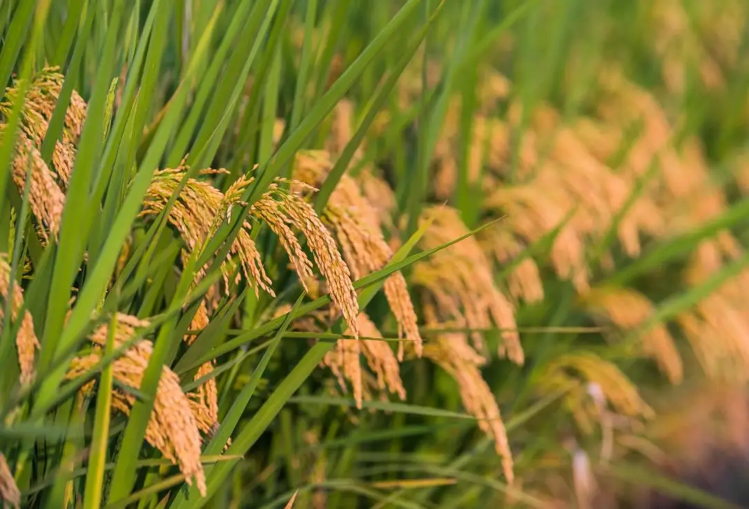 掌握水稻生長條件五大關鍵，從育苗到豐收的完整指南