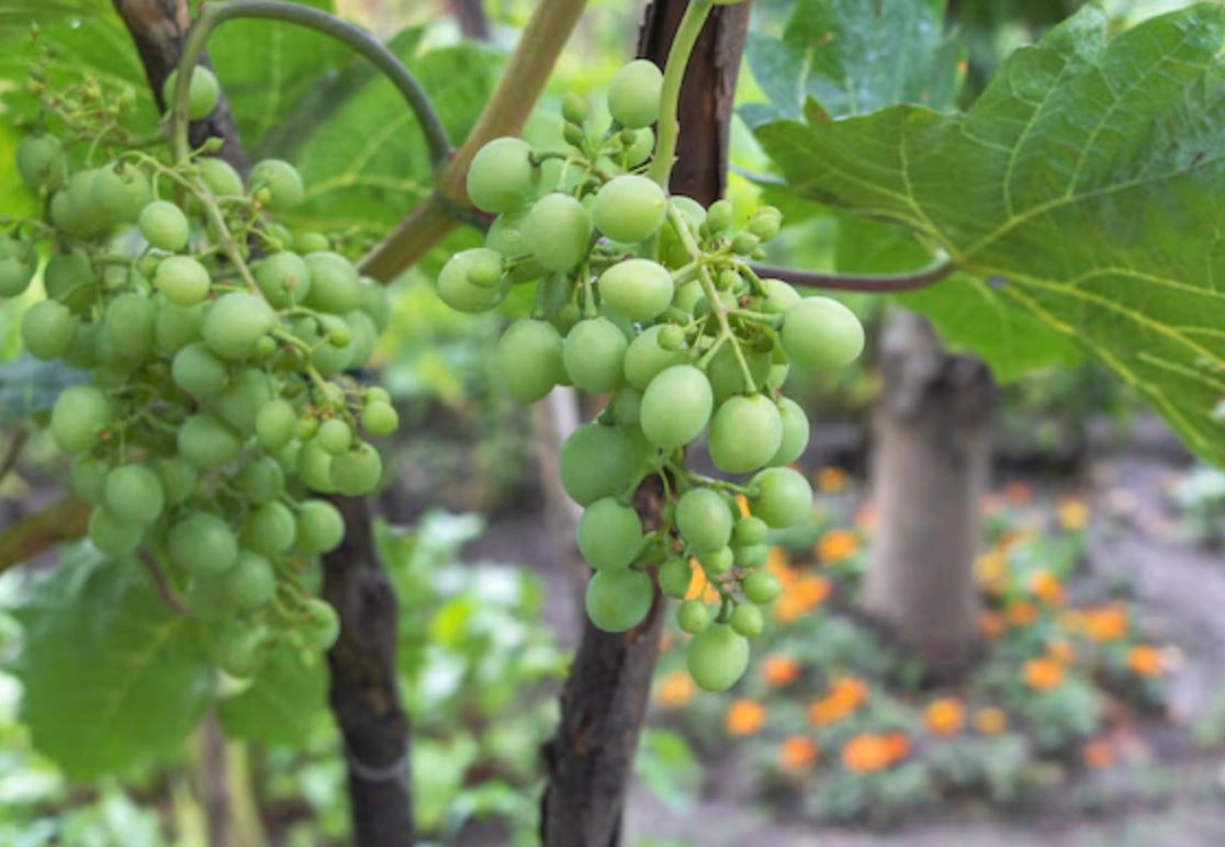 葡萄什麼時候種