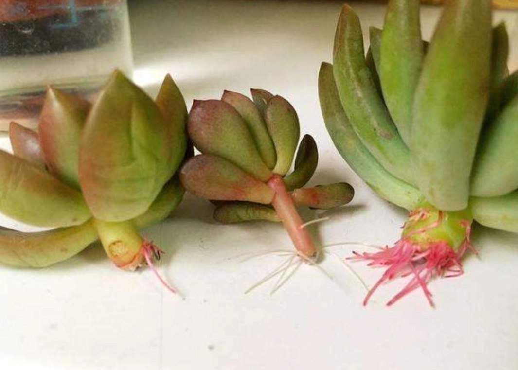 多肉植物生根全攻略：掌握關鍵技巧，讓你的肉肉健康扎根