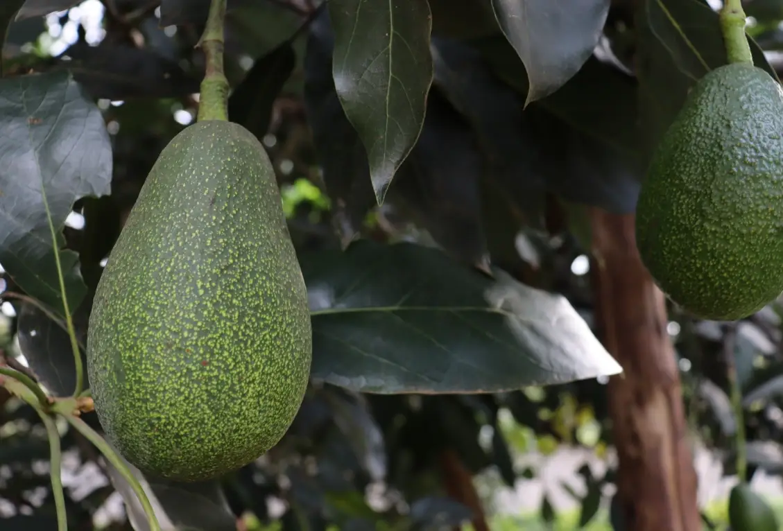 酪梨種植方法全攻略：從選苗到收成的實用技巧