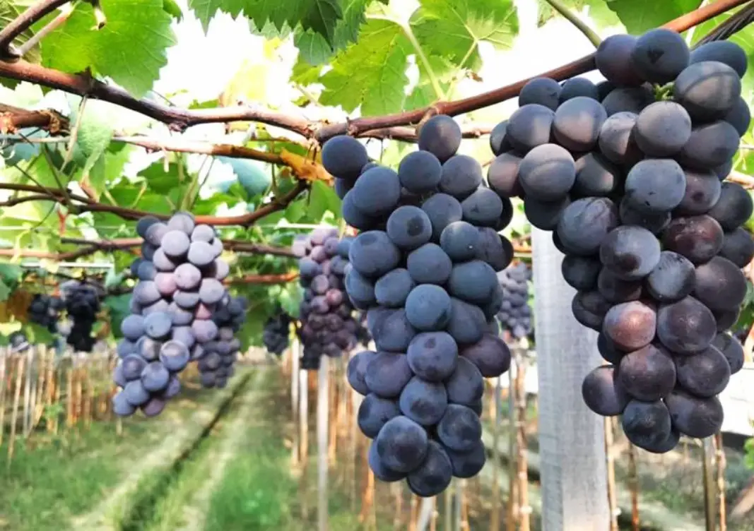 庭院葡萄栽培