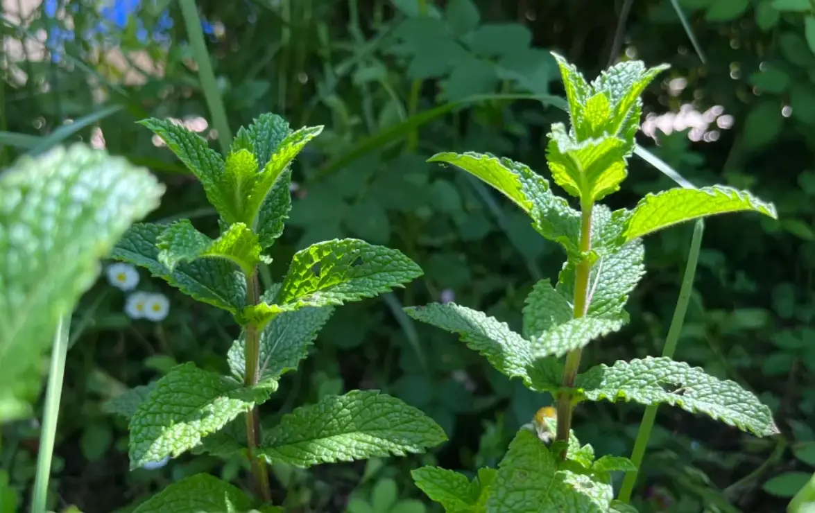 薄荷室內養護