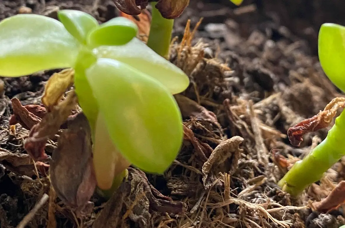景天科換盆時機
