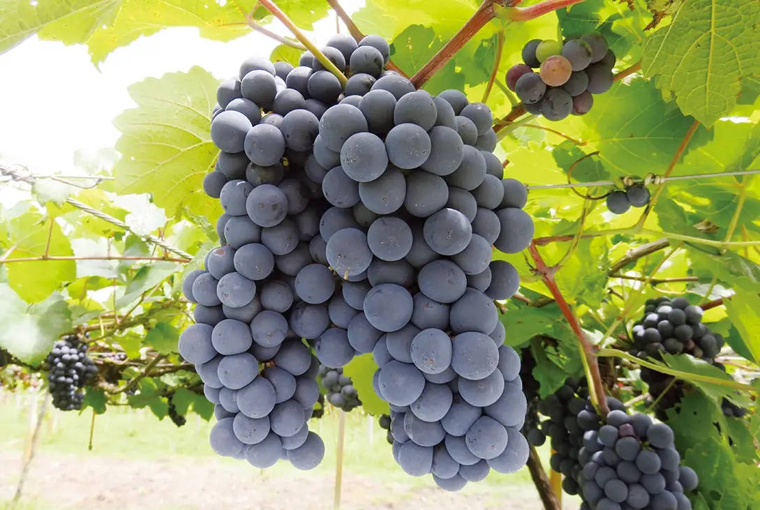 葡萄種植方法