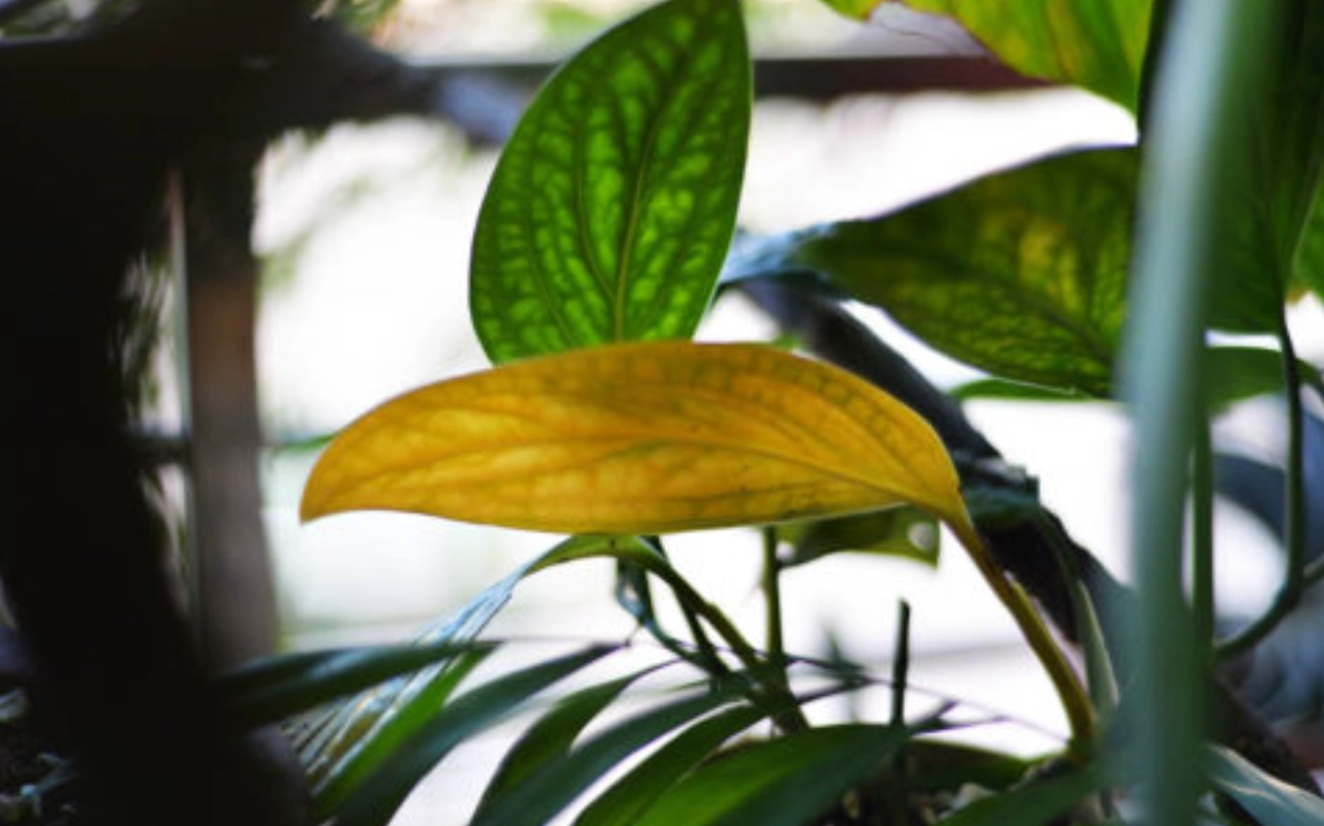 植物葉子變黃