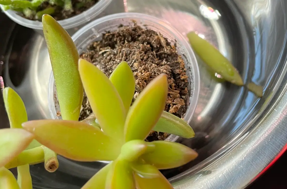 如何幫景天科換盆