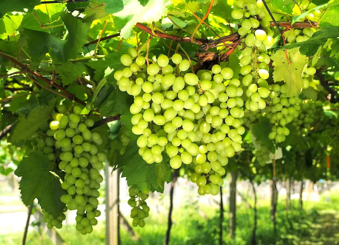 台灣葡萄種植季節