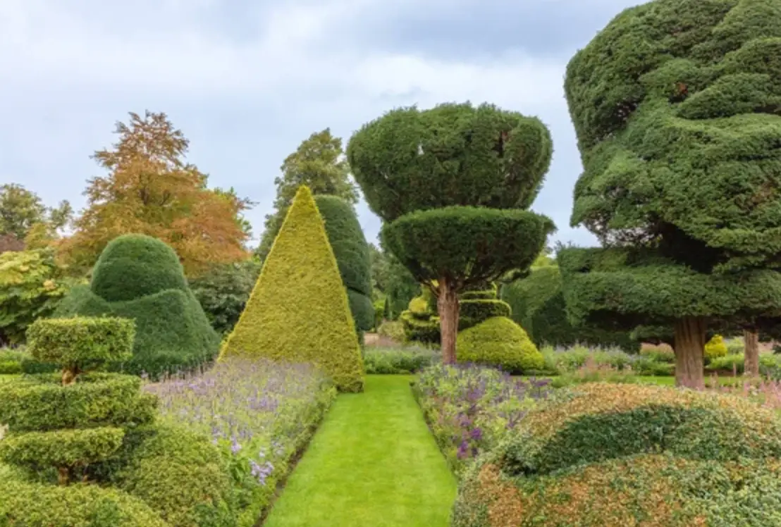 台灣造型灌木推薦
