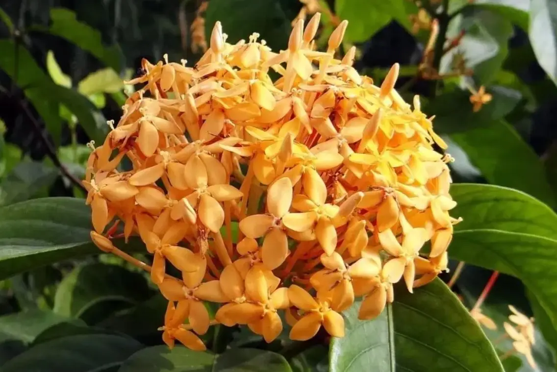 矮灌木種類全攻略：20種台灣常見選擇與庭院設計關鍵