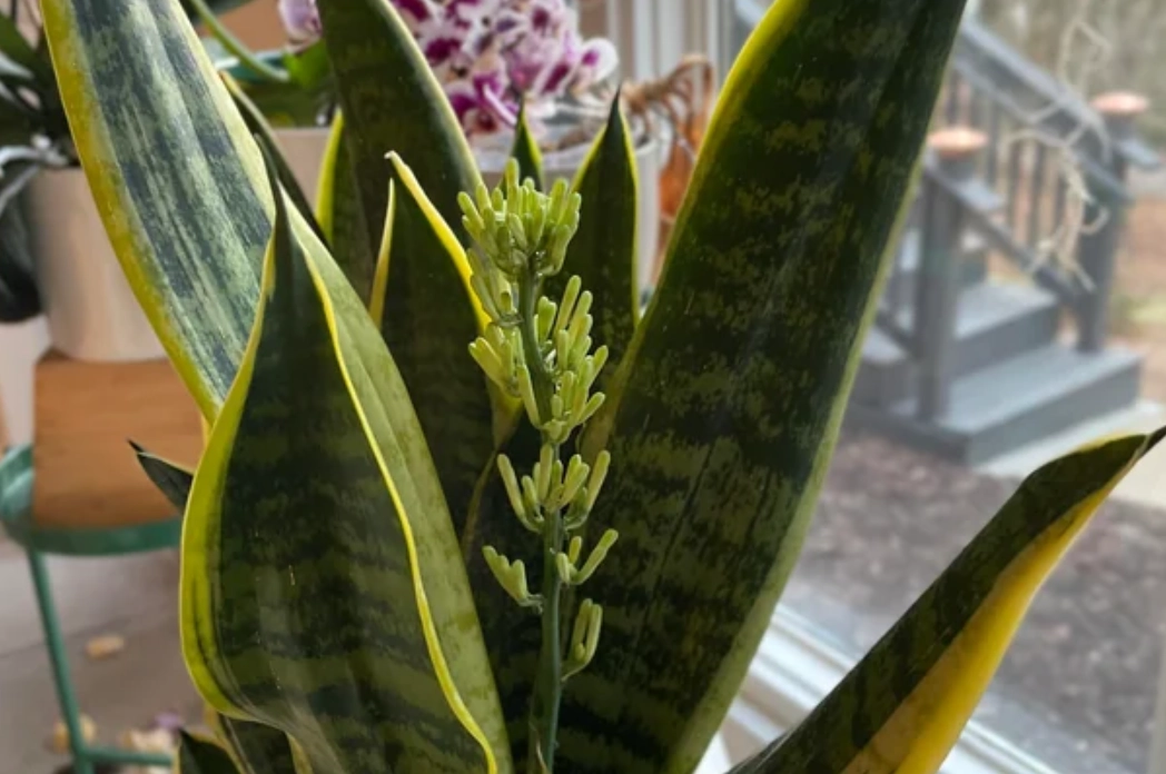 虎尾蘭 開花 風水