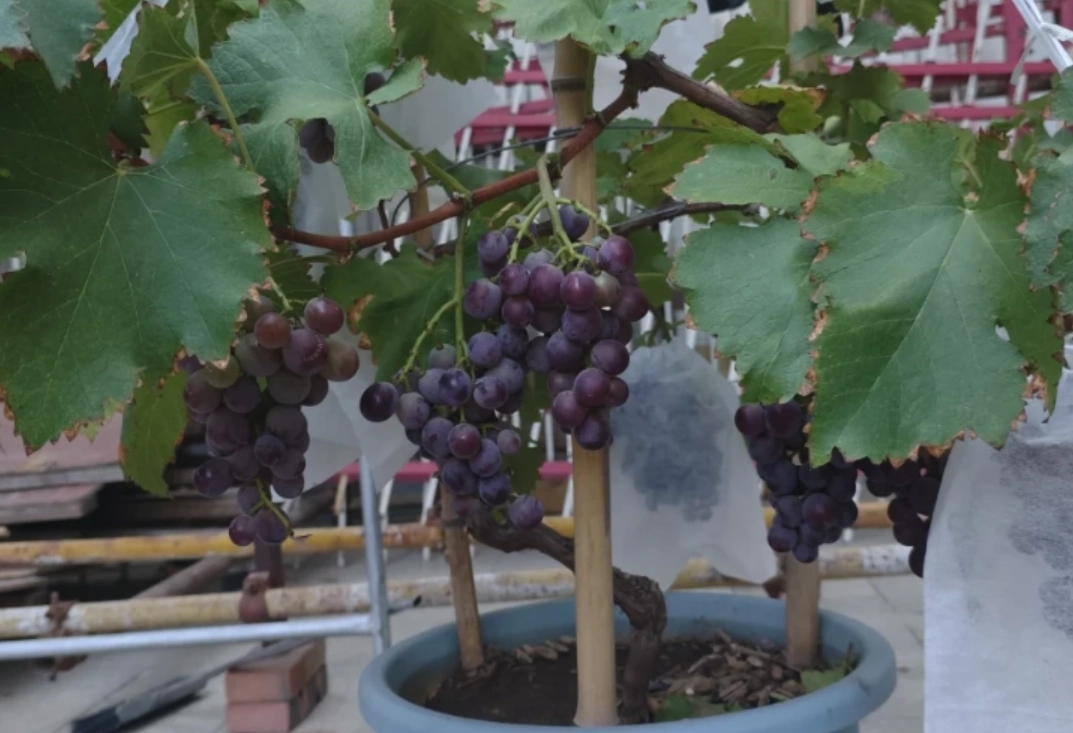陽台種葡萄