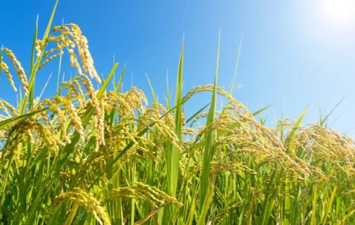 苗栗水稻生育積溫