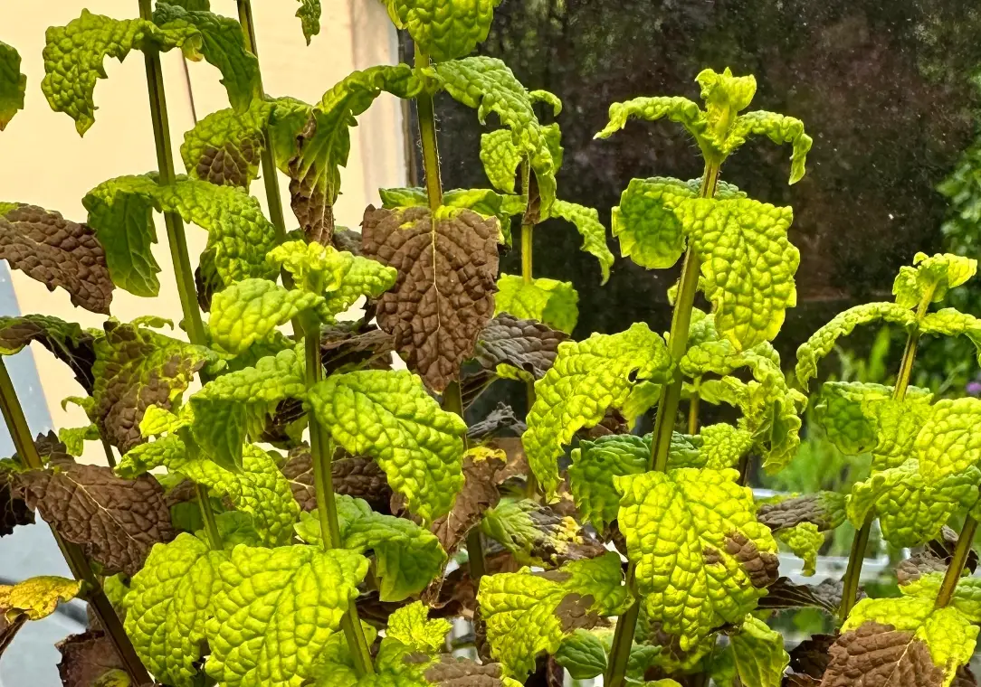 薄荷 葉子 黑斑