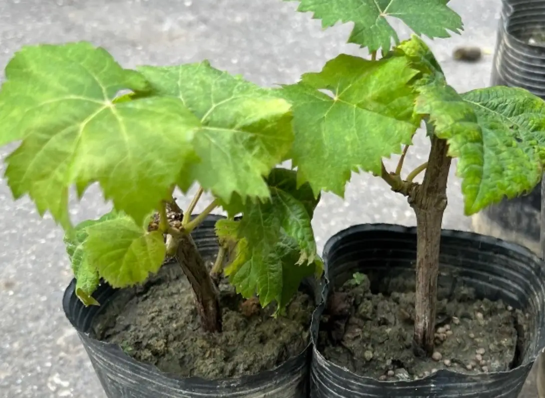 盆栽葡萄栽培方法全攻略：從選苗到豐收的8個關鍵步驟