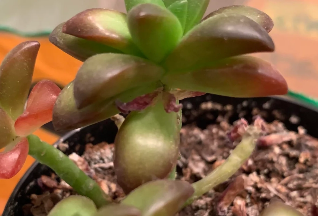 多肉植物換盆方法