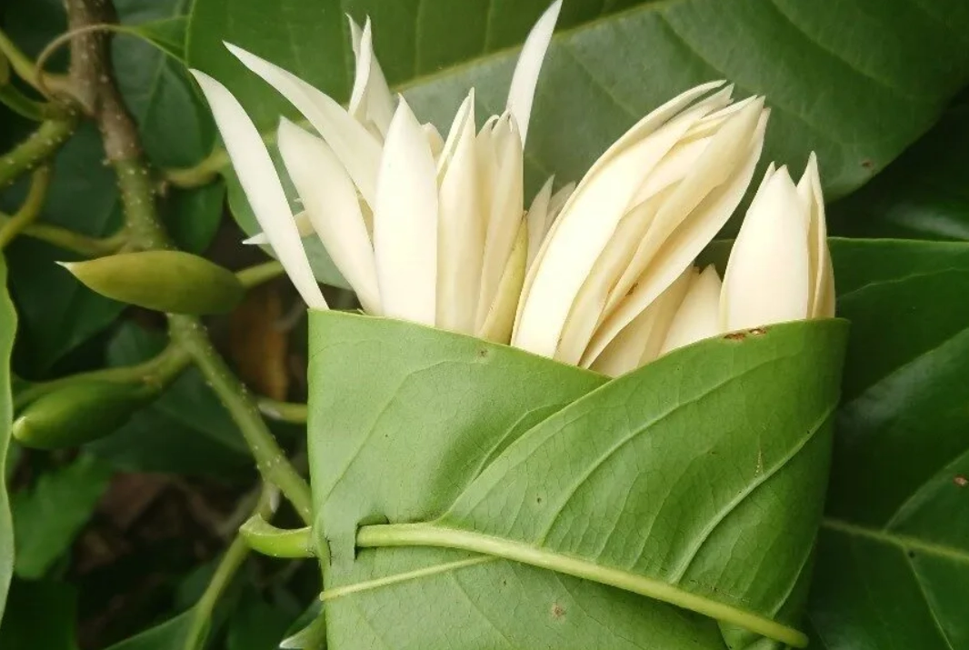 玉蘭花高壓繁殖