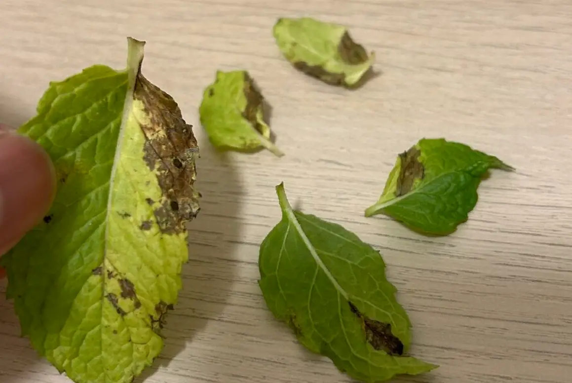 薄荷葉子焦邊