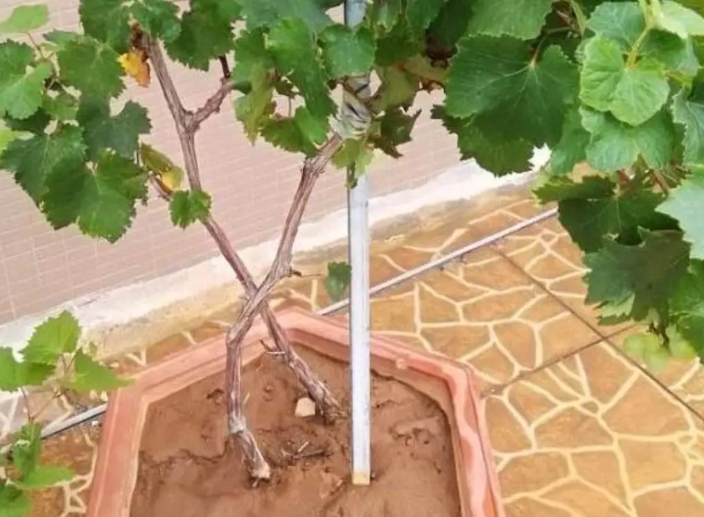 葡萄盆栽品種 葡萄盆栽品種