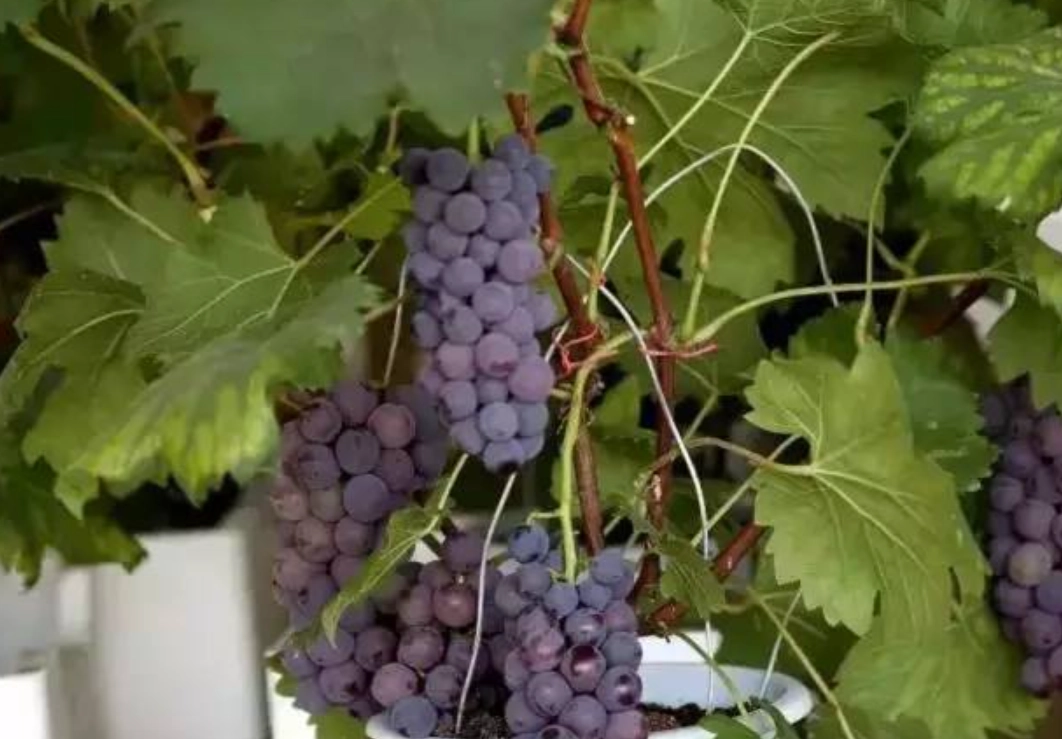 陽台種葡萄 陽台種葡萄