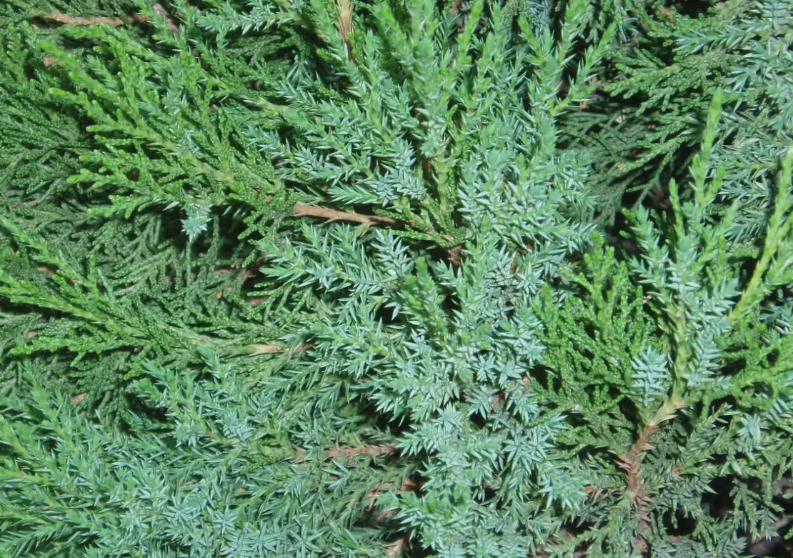 龍柏圓柏差異 龍柏圓柏差異