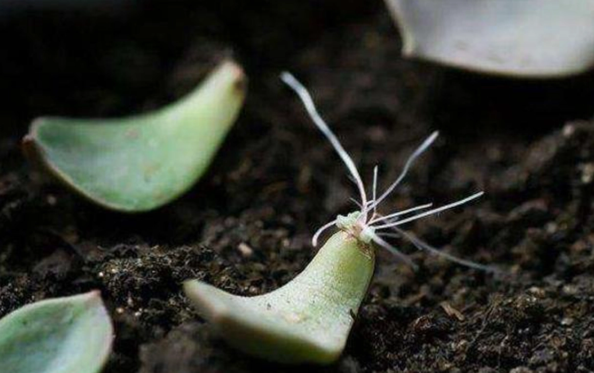 多肉植物 發根