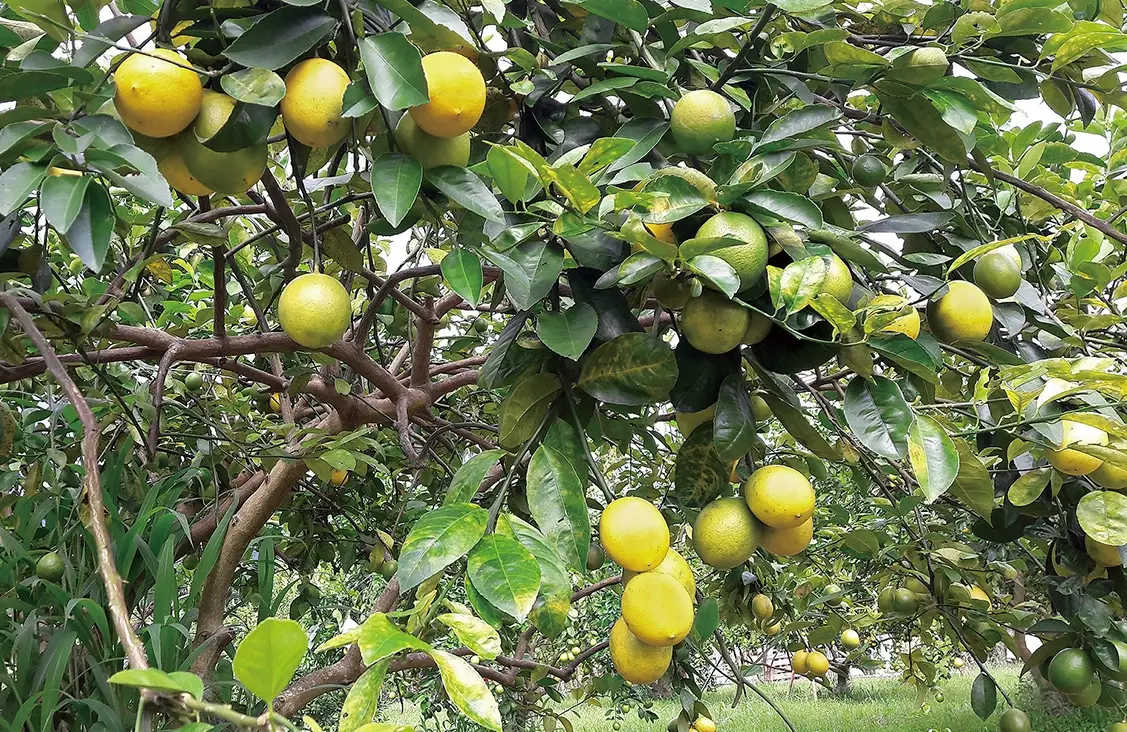 春天開花秋天結果 人生哲理