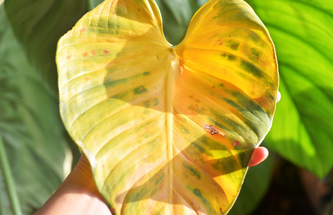 植物葉子變黃原因全解析：澆水、光照、營養的關鍵診斷與解決方案