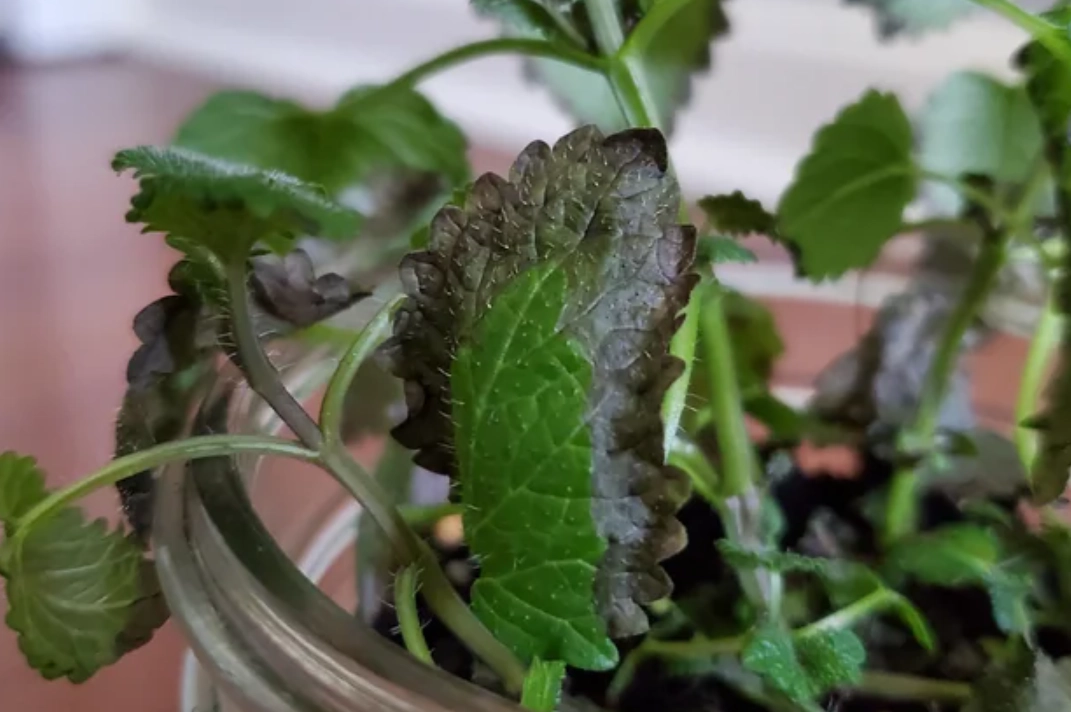 薄荷葉子邊緣變黑怎麼辦？三大主因與完整急救指南