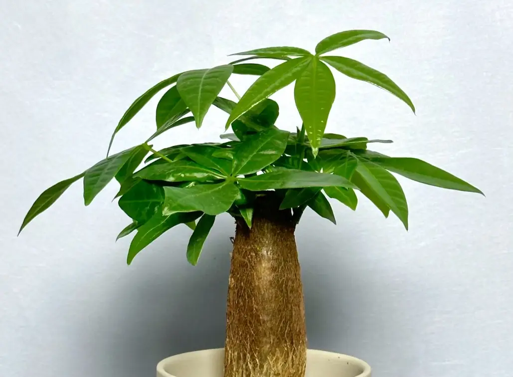 發財樹葉子發黃