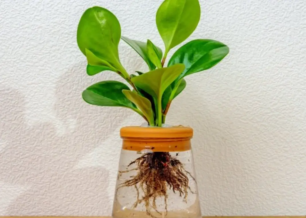 圓葉椒草水培全攻略：從入門到精通，輕鬆打造室內綠洲