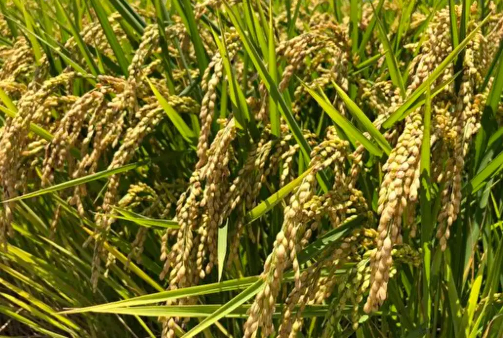 水稻二期作時間