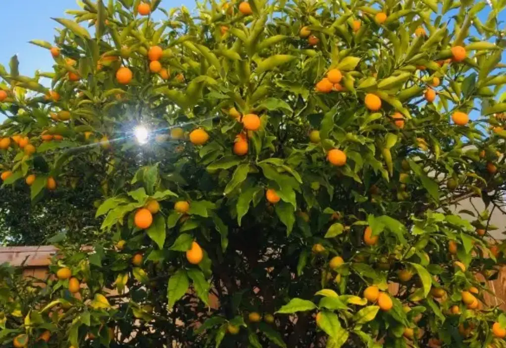 春天開花秋天結果的植物指南與人生哲學深度解析