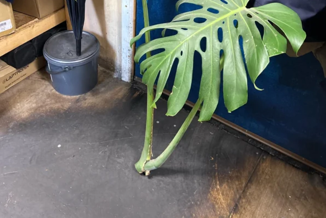 龜背芋分株傷口處理全攻略：避免爛根、促進癒合關鍵技巧