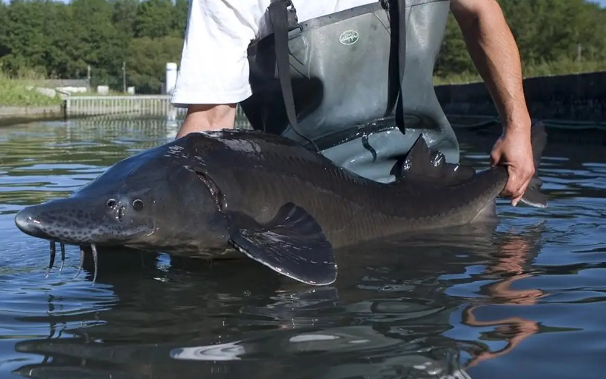 魚子醬是什麼魚？揭秘頂級食材來源、種類與選購全攻略