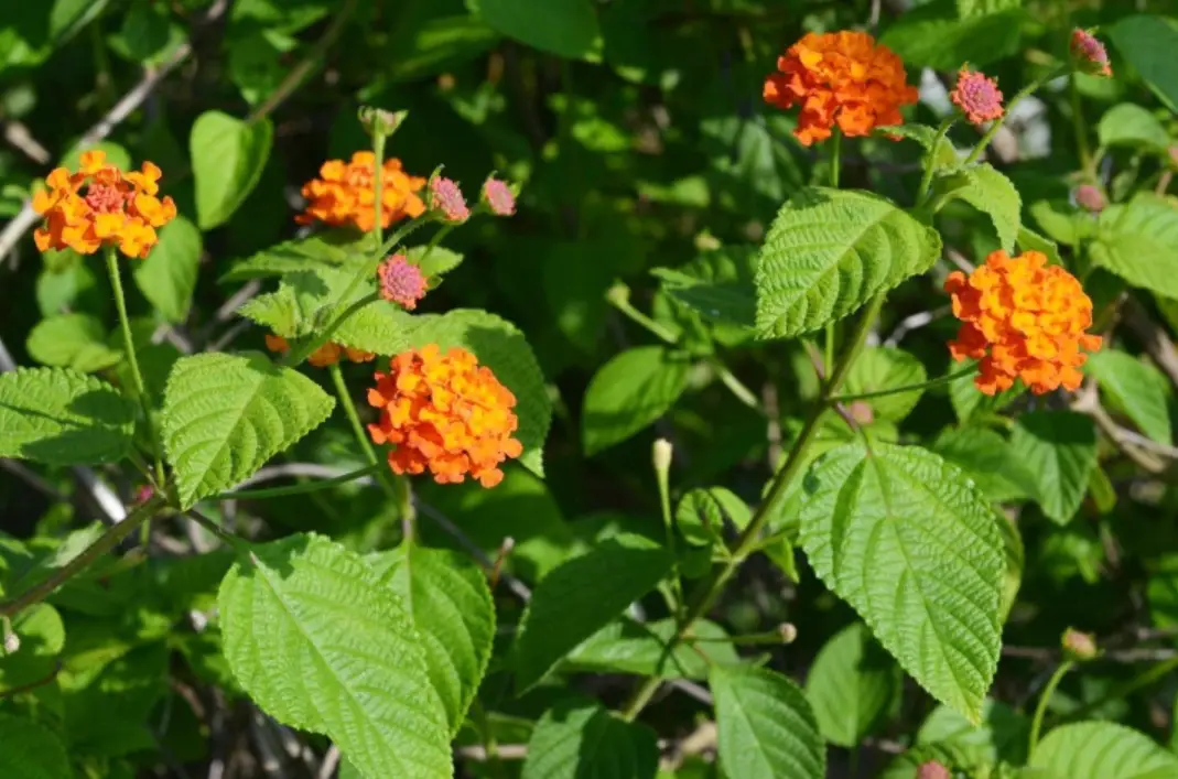 不用照顧的室外植物推薦：10種懶人必種的耐旱植物指南
