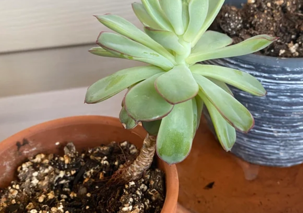 景天科換盆指南：掌握黃金時機與步驟，新手也能輕鬆上手