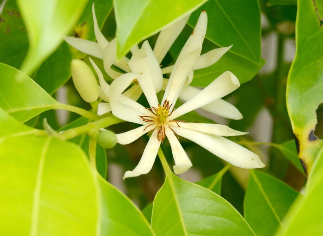 玉蘭花不開花怎麼辦？3大關鍵與5個實用技巧