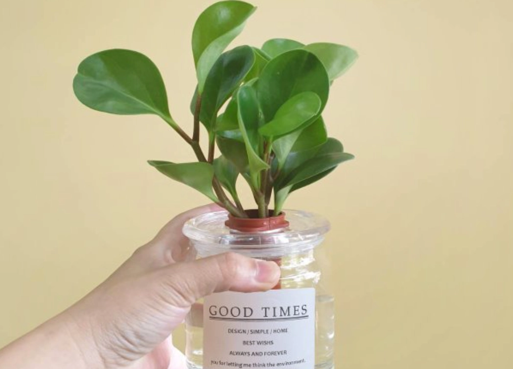 水培植物照顧技巧