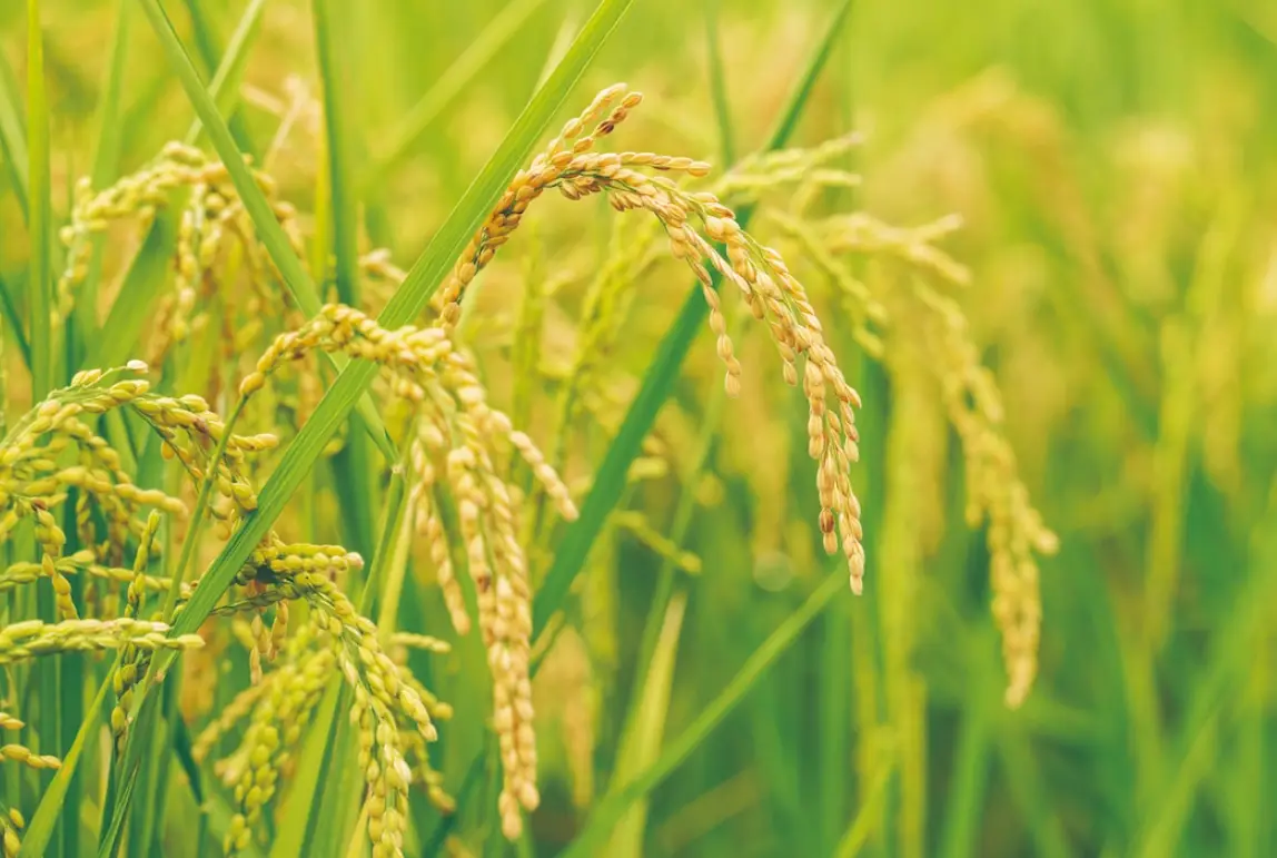 水稻一期作時間