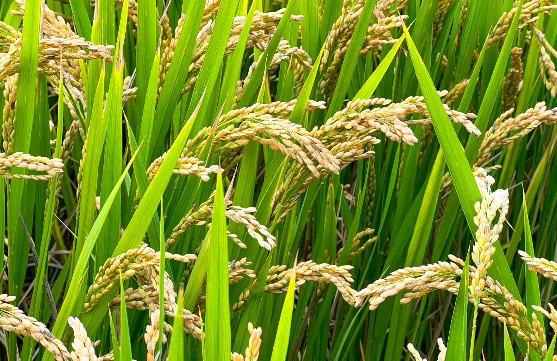 水稻一期作時間