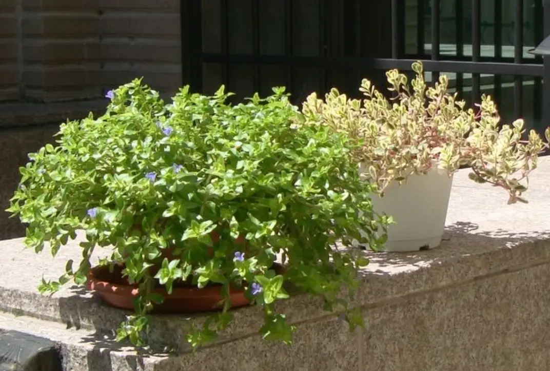 頂樓耐曬植物推薦與養護全攻略，打造不澆水也活的空中花園