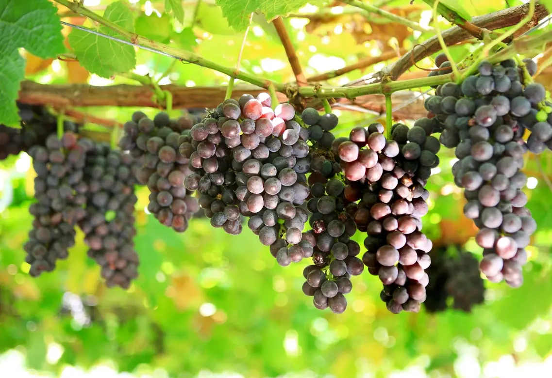 台灣葡萄種植季節