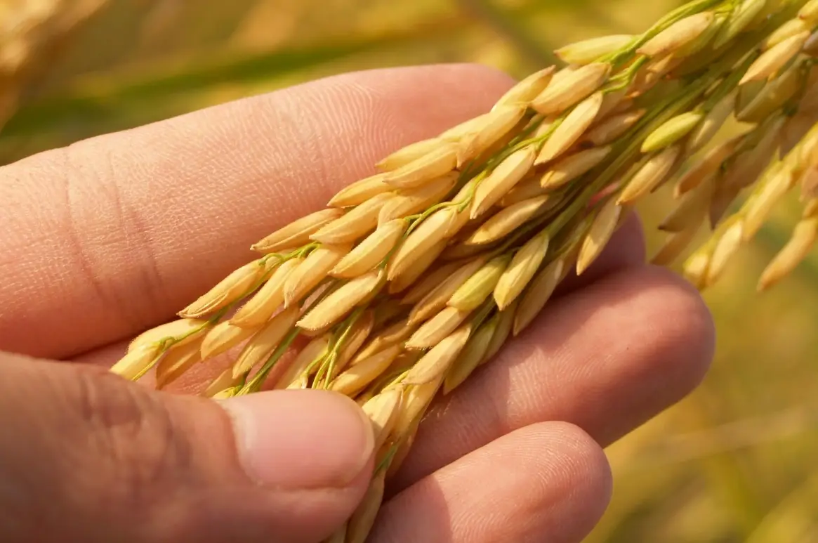 從秧苗到餐桌：台灣稻米的一生全紀錄，帶你認識米食的珍貴