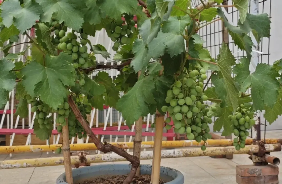 葡萄盆栽