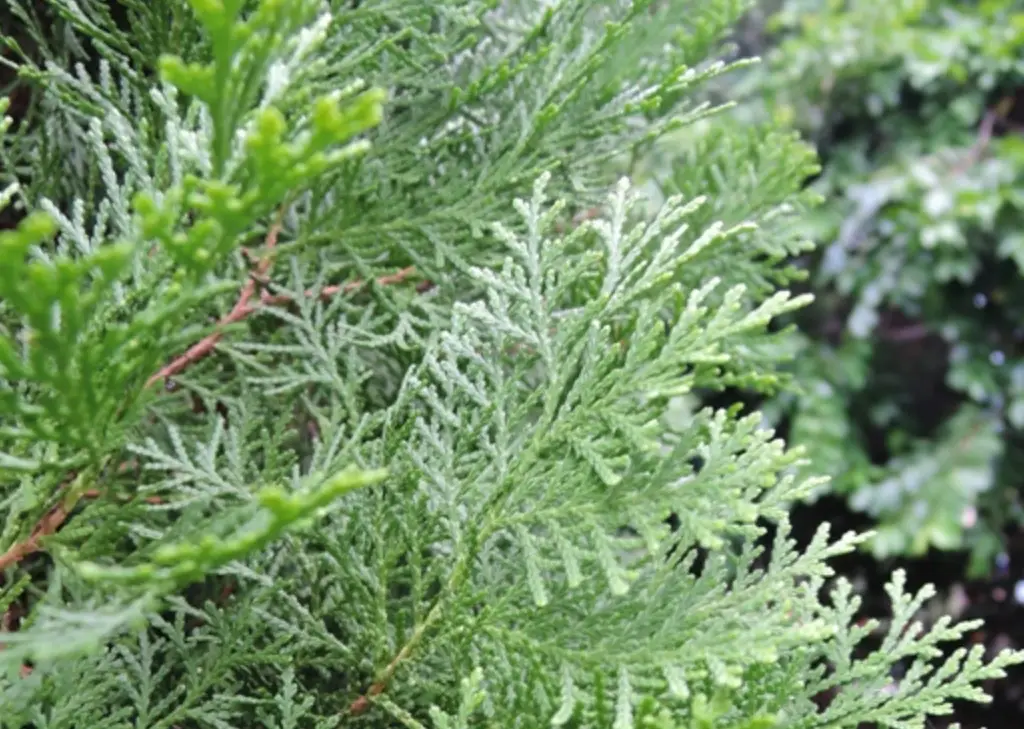 側扁柏養護全攻略：從挑選到修剪，解決葉子枯黃三大難題