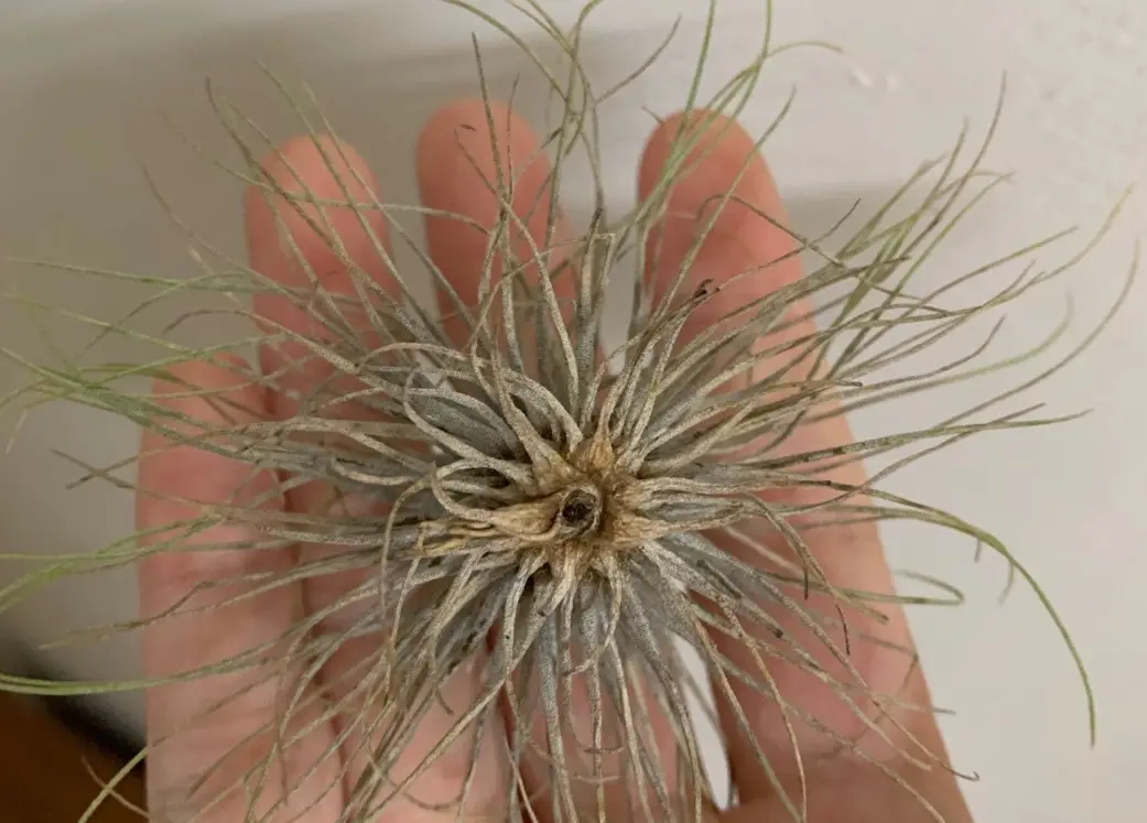 空氣鳳梨乾枯急救指南：原因解析與復活步驟全攻略