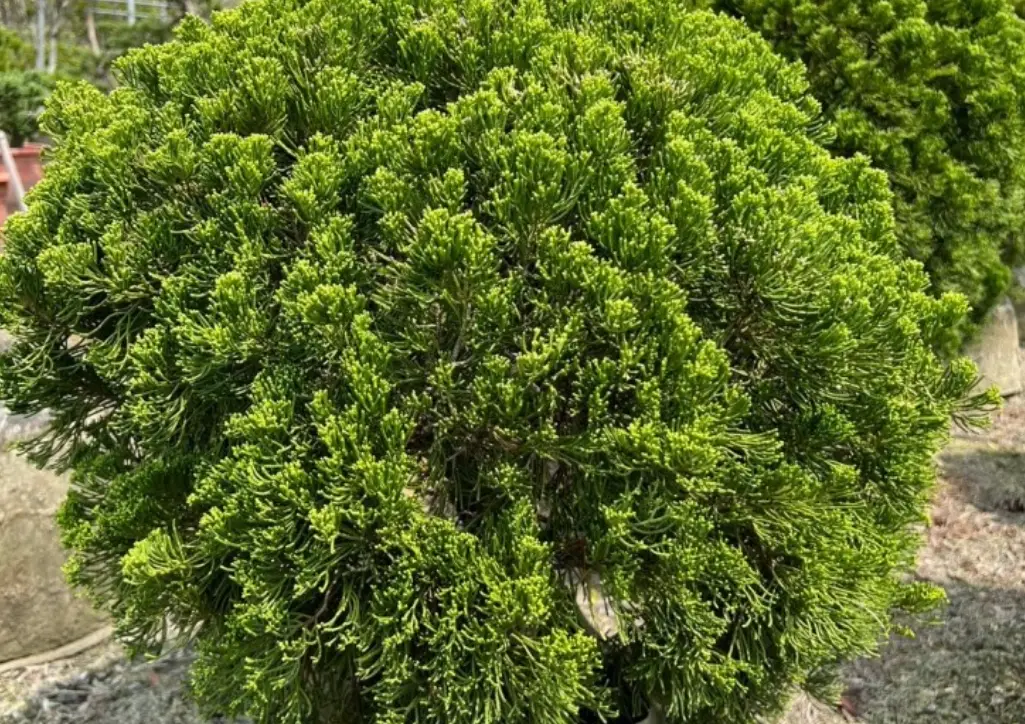 圓柏龍柏分辨 圓柏龍柏分辨